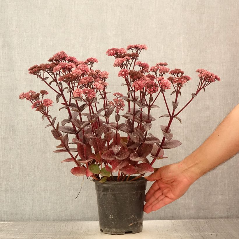 Example of Fetthenne Bon Bon - Sedum Topf mit 2L/3L as you get in ete