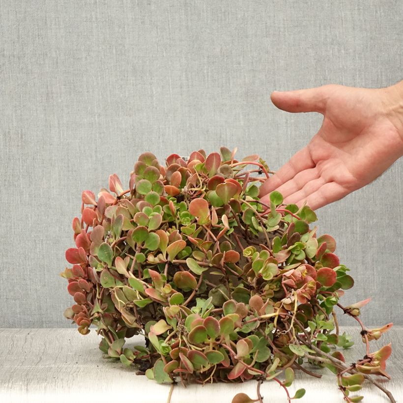 Exemplar von Fetthenne Coral Reef - Sedum tetractinum Topf mit 2L/3L wie im Sommer geliefert