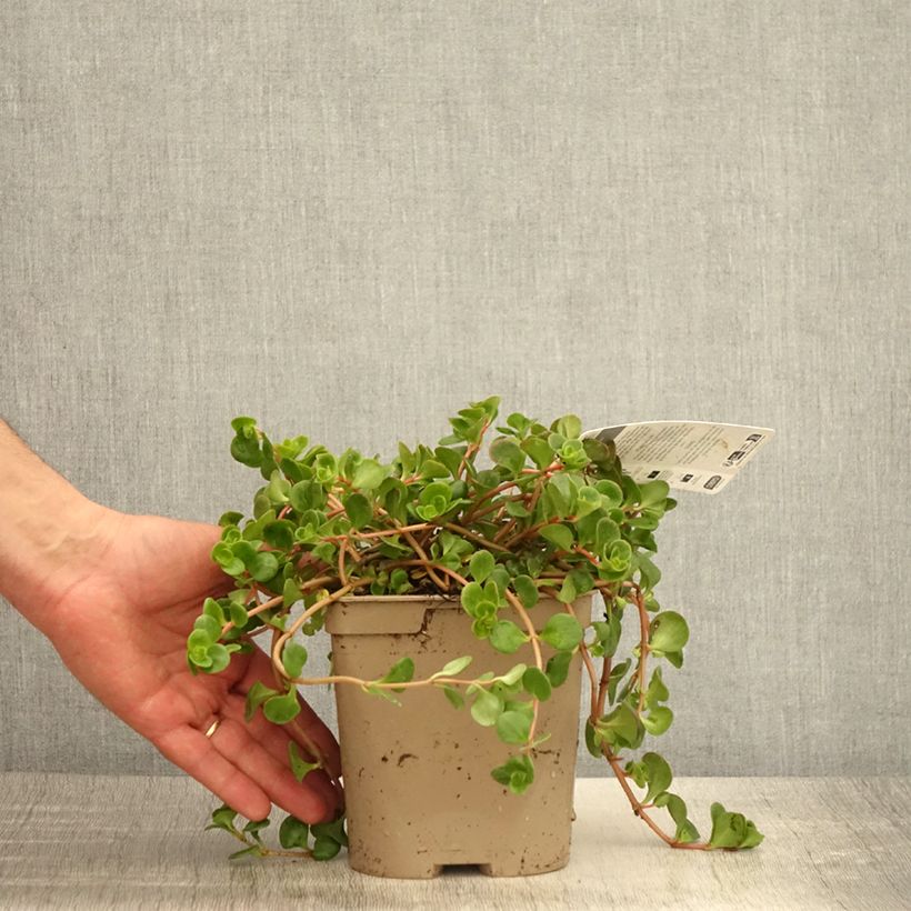 Exemplar von Fetthenne Coral Reef - Sedum tetractinum Topf mit 2L/3L wie im Frühjahr geliefert