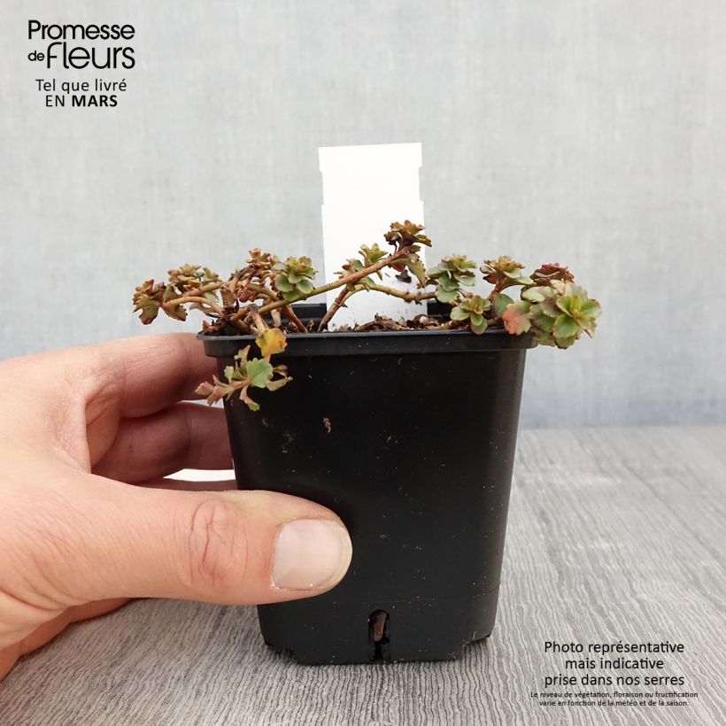 Example of Fetthenne Weihenstephaner Gold - Sedum kamtschaticum var. floriferum Kleine Töpfe von 8/9 cm as you get in printemps
