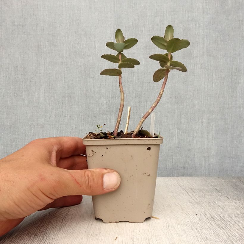 Example of Fetthenne Yellow Xenox - Sedum spectabile Kleine Töpfe von 8/9 cm as you get in printemps