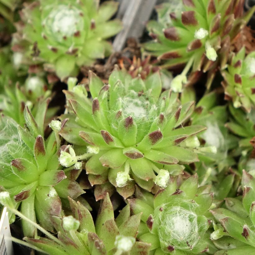 Hauswurz - Sempervivum arachnoideum (Laub)