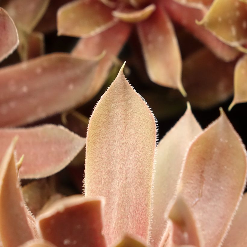 Hauswurz (BigSam series) Ruby Star - Sempervivum (Laub)