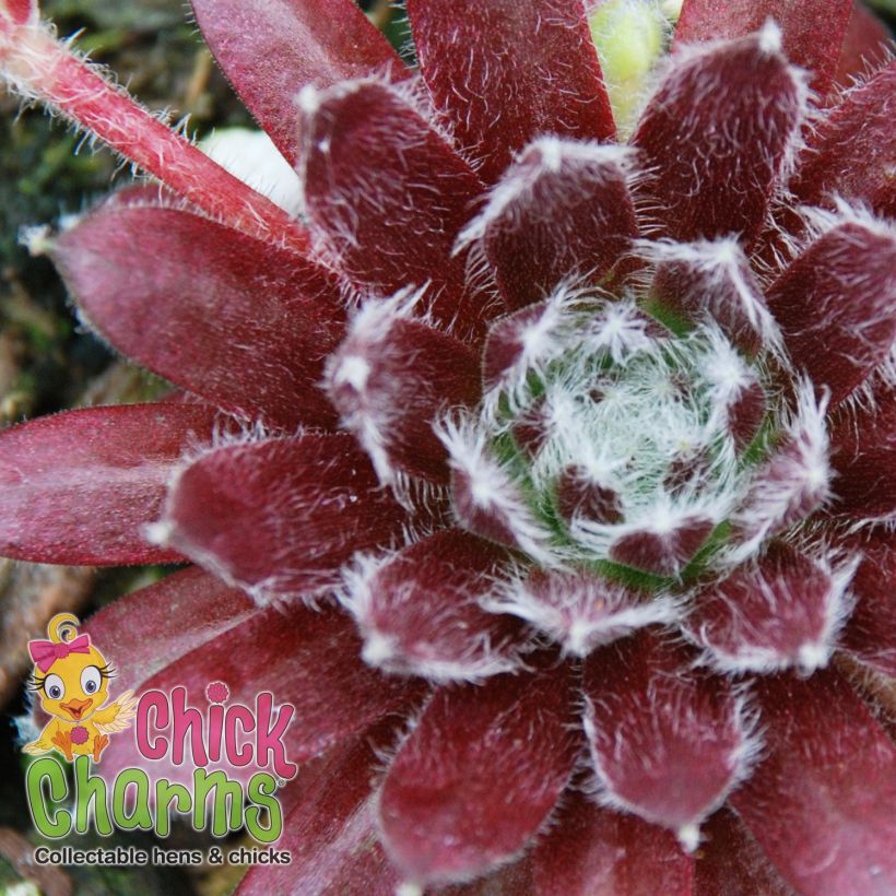Hauswurz Chick Charms CoslicCandy - Sempervivum (Foliage)
