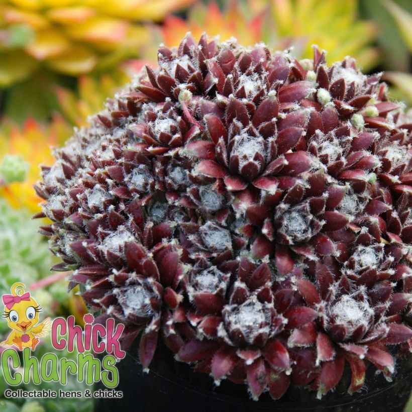 Hauswurz Chick Charms CoslicCandy - Sempervivum (Plant habit)