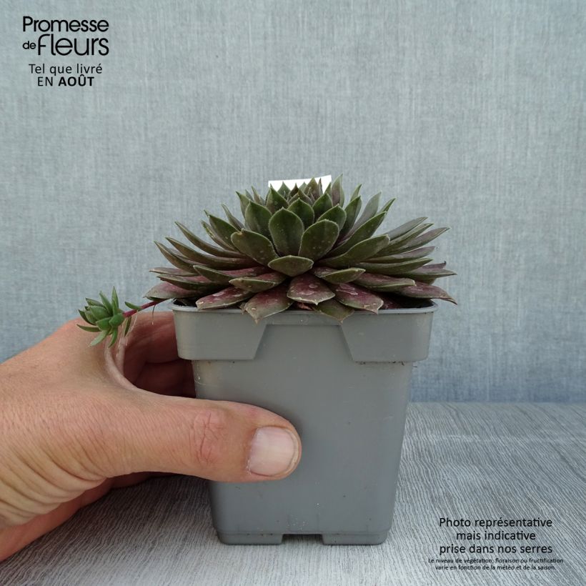 Exemplar von Hauswurz Chick Charms CoslicCandy - Sempervivum Topf 10 cm/11cm wie im Sommer geliefert