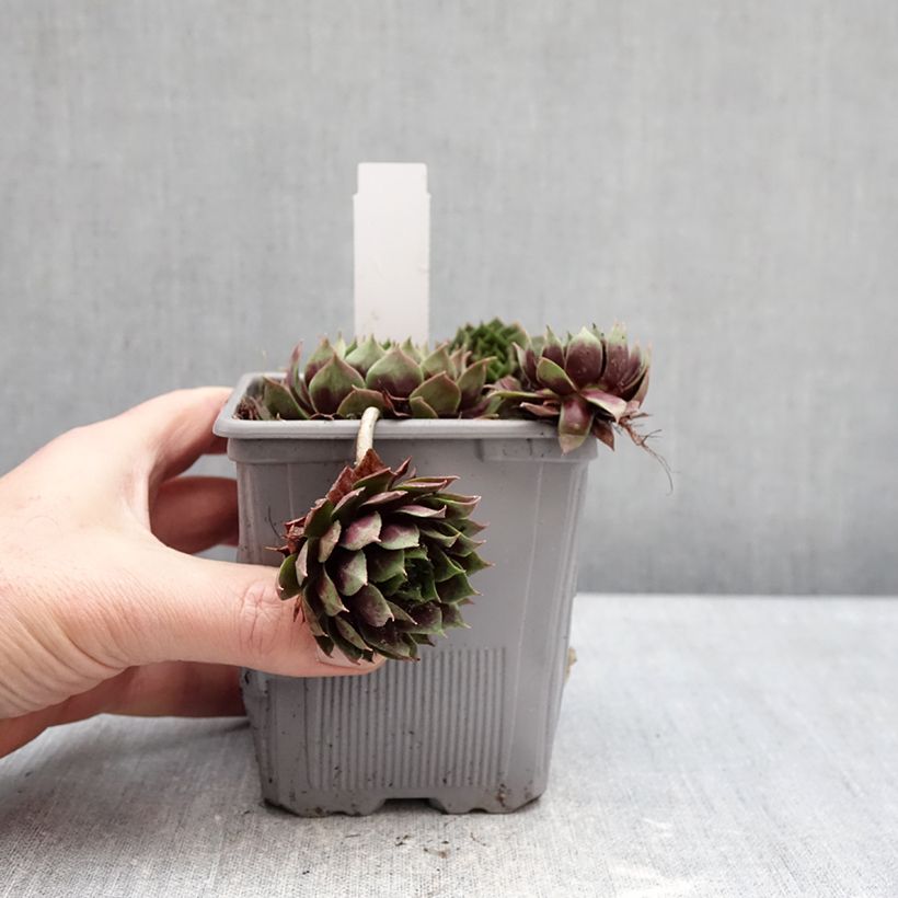 Exemplar von Sempervivum Chick Charms Giant Emerald Explosion - Joubarbe Topf mit 1L/1,5L wie im Winter geliefert