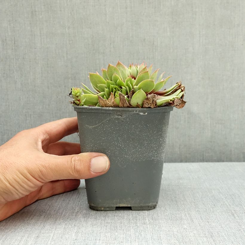 Exemplar von Hauswurz Chick Charms Giants Gold Mine - Sempervivum Topf mit 1L/1,5L wie im Sommer geliefert