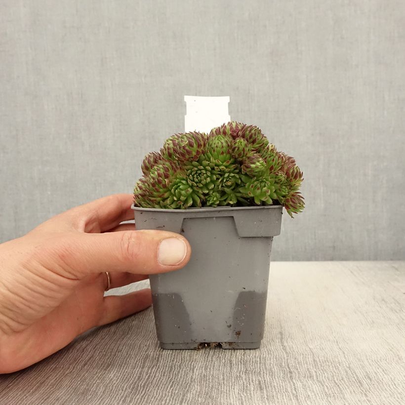Example of Hauswurz Chick Charms Key Lime Kiss - Sempervivum Topf 10 cm/11cm as you get in printemps