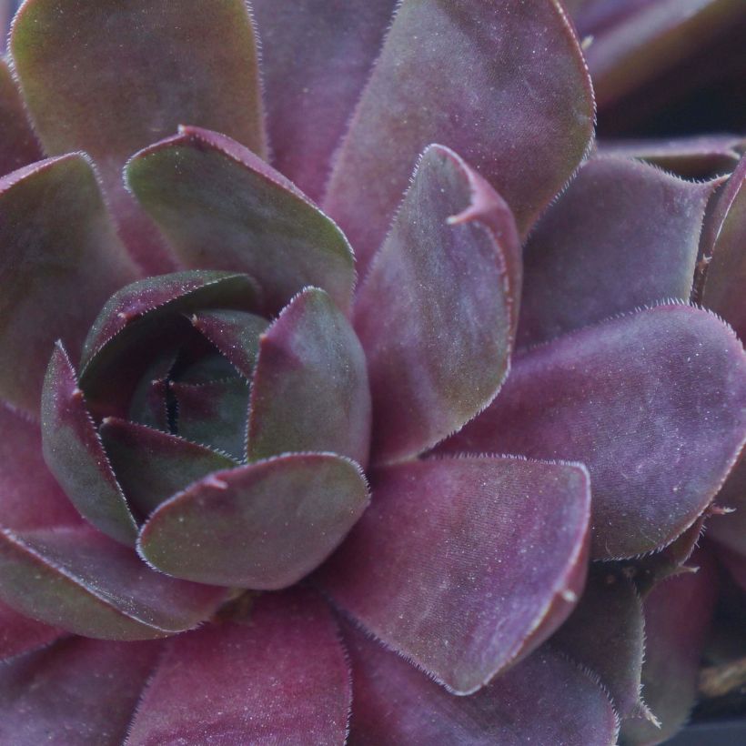 Hauswurz Chick Charms Plum Perfect - Sempervivum (Foliage)