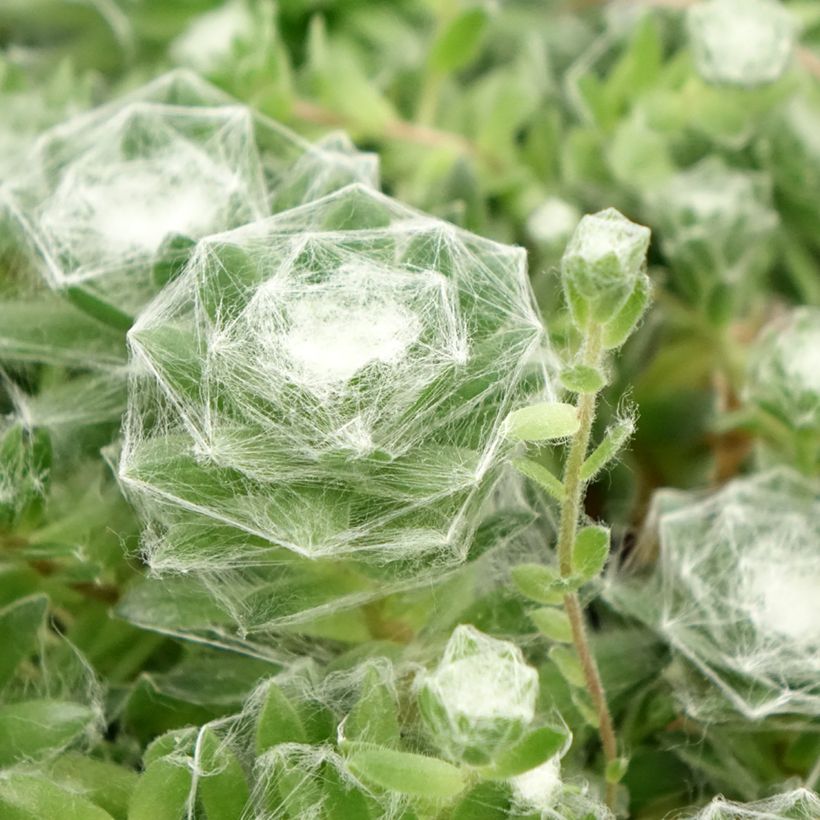 Hauswurz Chick Charms Cotton Candy - Sempervivum (Foliage)