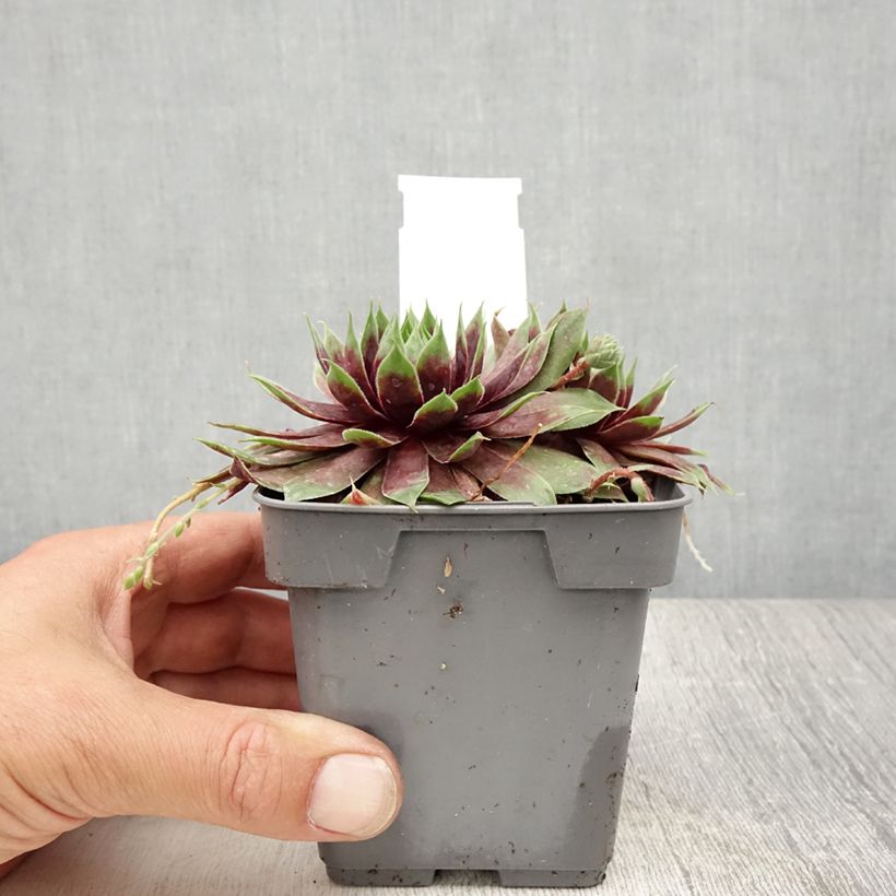 Exemplar von Hauswurz Chick Charms Cranberry Cocktail - Sempervivum Topf 10 cm/11cm wie im Sommer geliefert