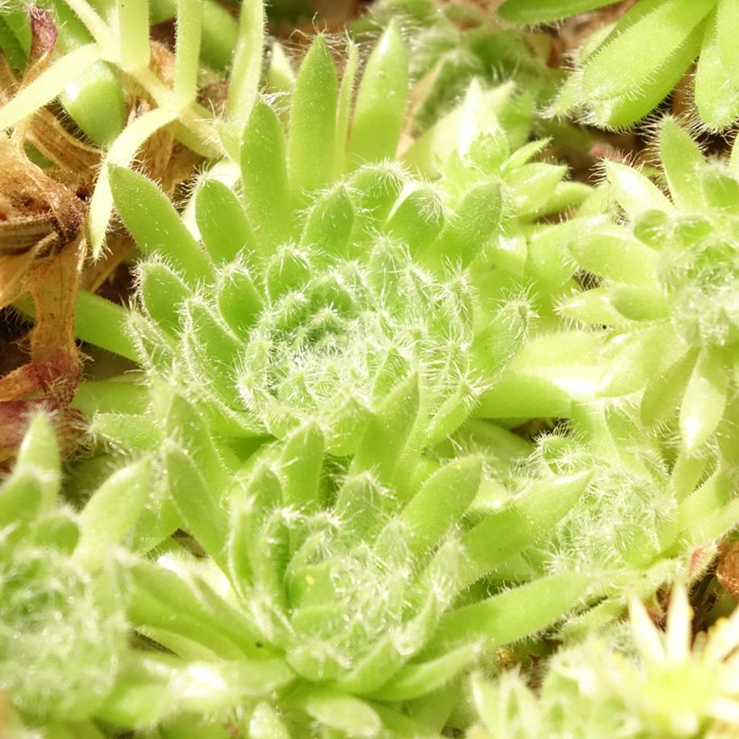 Hauswurz var. borisii - Sempervivum ciliosum (Foliage)