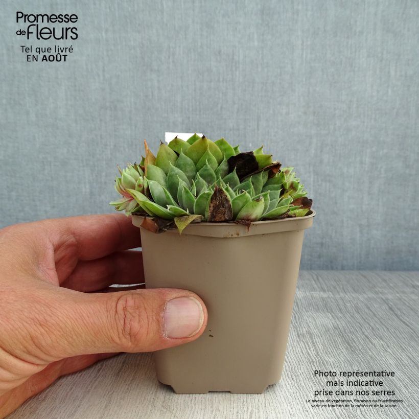 Exemplar von Hauswurz Commander Hay - Sempervivum Kleine Töpfe von 8/9 cm wie im Sommer geliefert