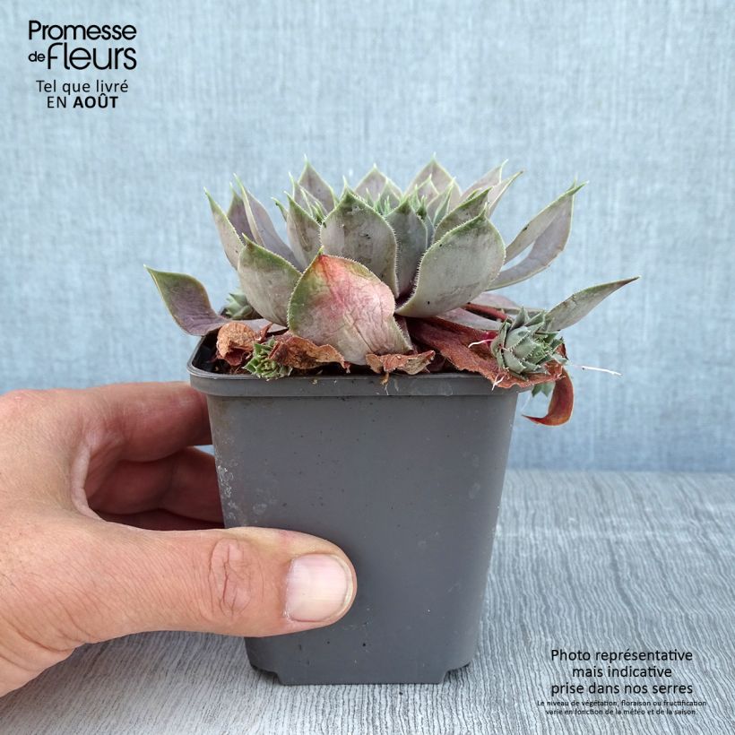 Exemplar von Hauswurz Feldmaier - Sempervivum Kleine Töpfe von 8/9 cm wie im Sommer geliefert