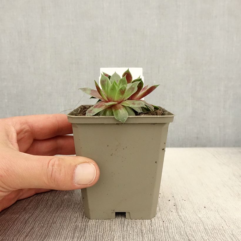 Example of Hauswurz Gay Jester - Sempervivum Kleine Töpfe von 8/9 cm as you get in printemps