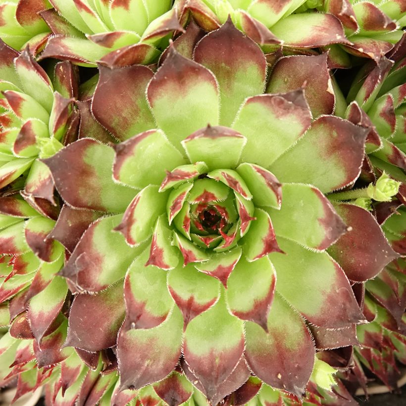 Hauswurz Noir - Sempervivum (Foliage)