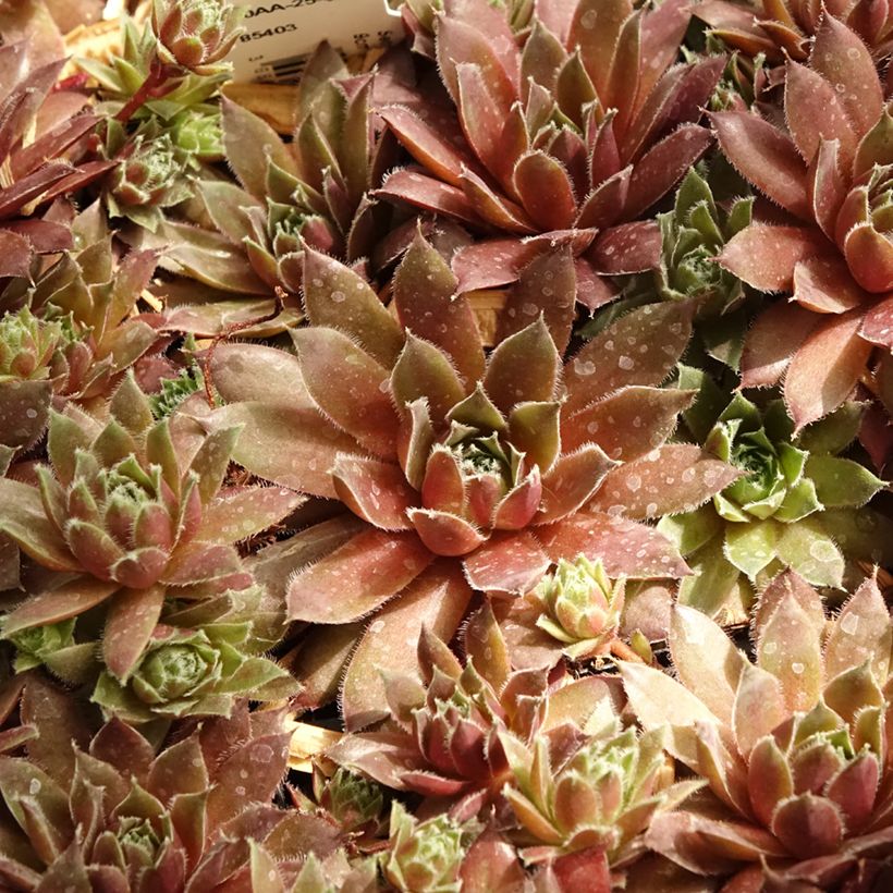Hauswurz Pilatus - Sempervivum (Foliage)