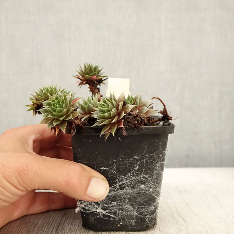 Exemplar von Hauswurz Purple Beauty - Sempervivum Kleine Töpfe von 8/9 cm wie im Herbst geliefert