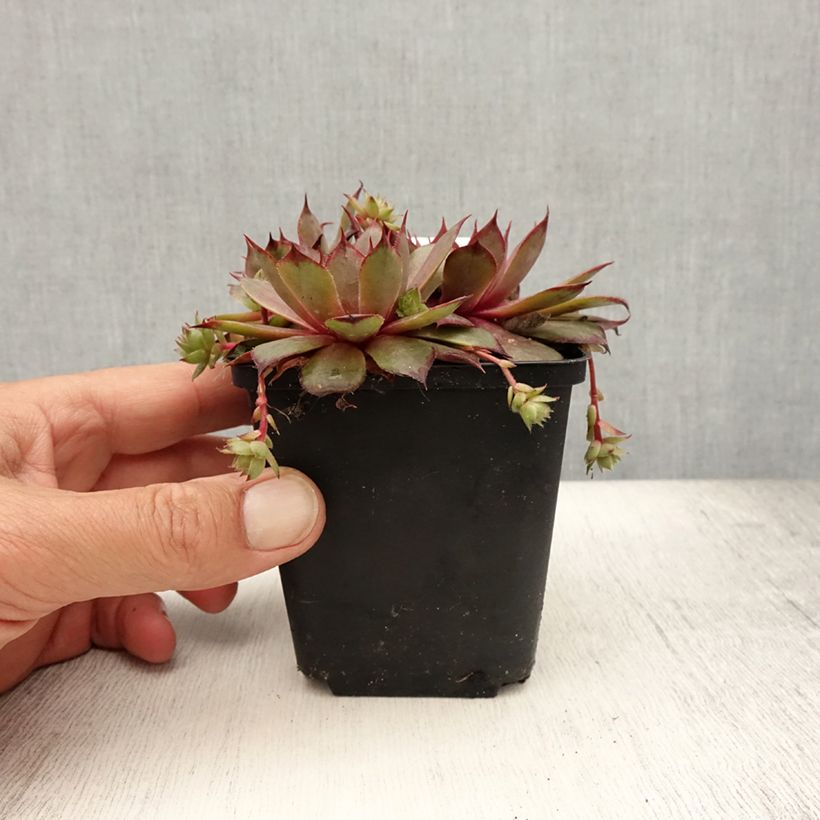 Exemplar von Hauswurz Rauher Kulm - Sempervivum Kleine Töpfe von 8/9 cm wie im Sommer geliefert
