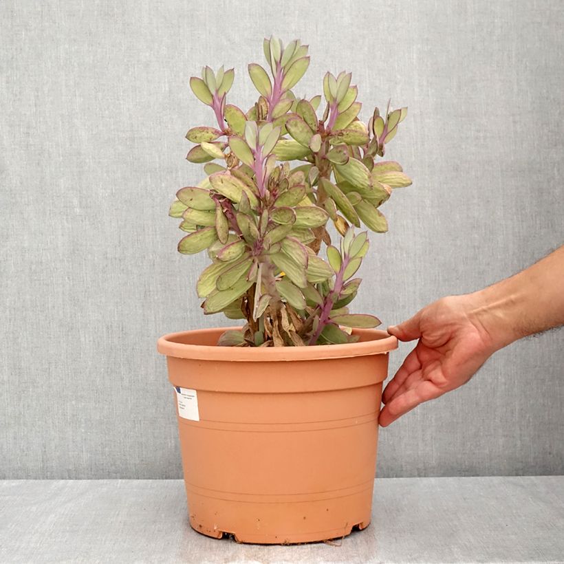 Exemplar von Senecio crassissimus Topf mit 7,5L/10L wie im Sommer geliefert