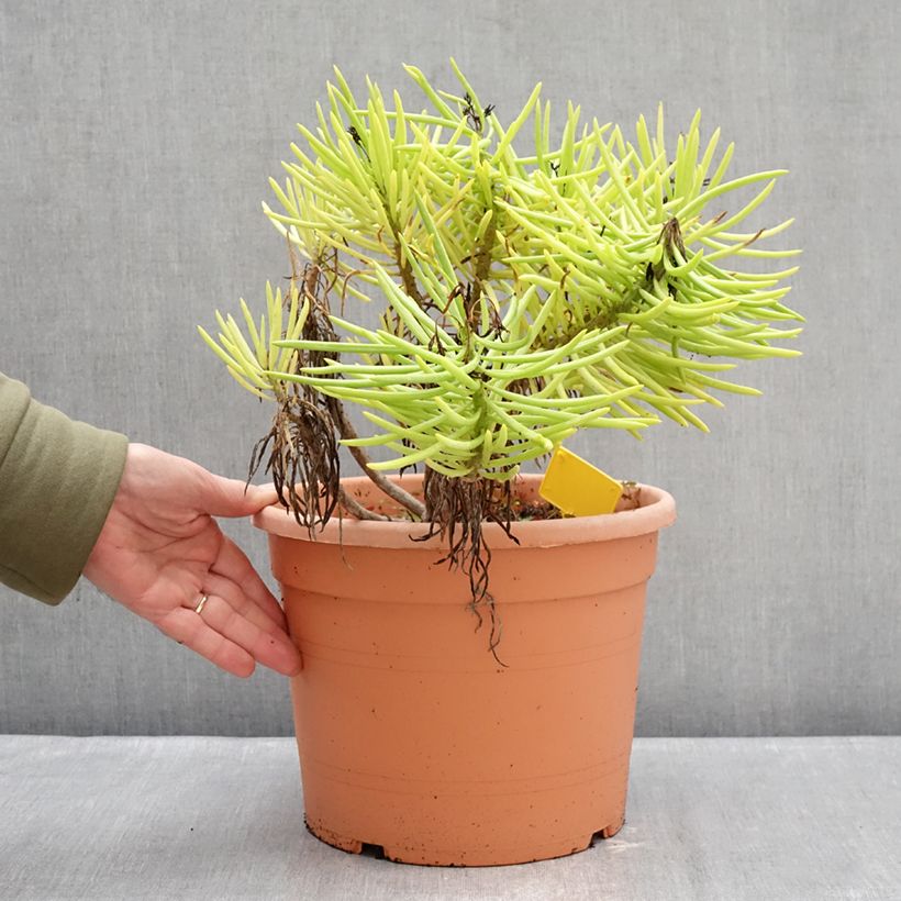 Exemplar von Senecio cylindricus Topf mit 7,5L/10L wie im Winter geliefert