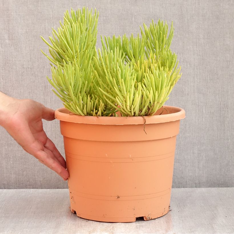 Exemplar von Senecio cylindricus Topf mit 7,5L/10L wie im Sommer geliefert