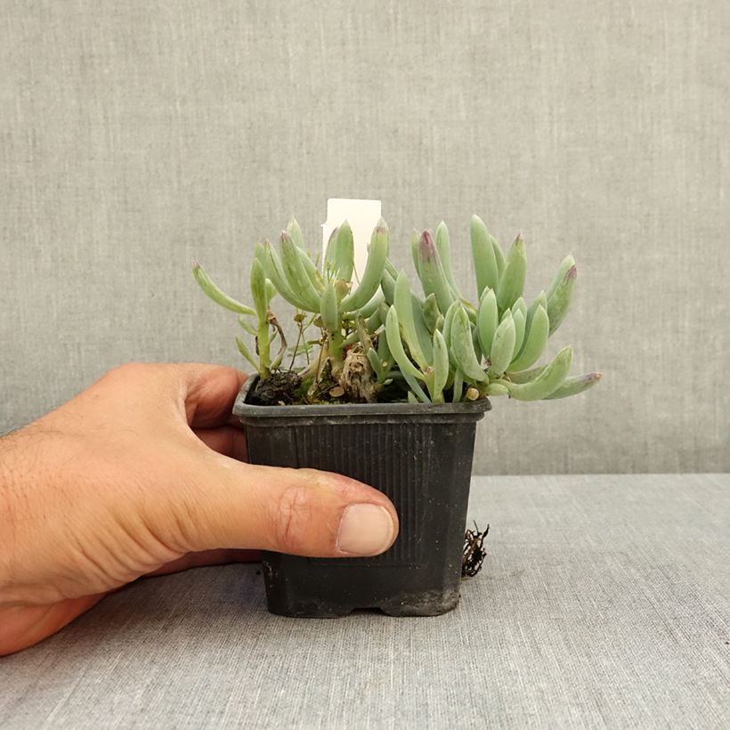 Exemplar von Senecio serpens Blue Chalk - Kreuzkraut Kleine Töpfe von 8/9 cm wie im Sommer geliefert