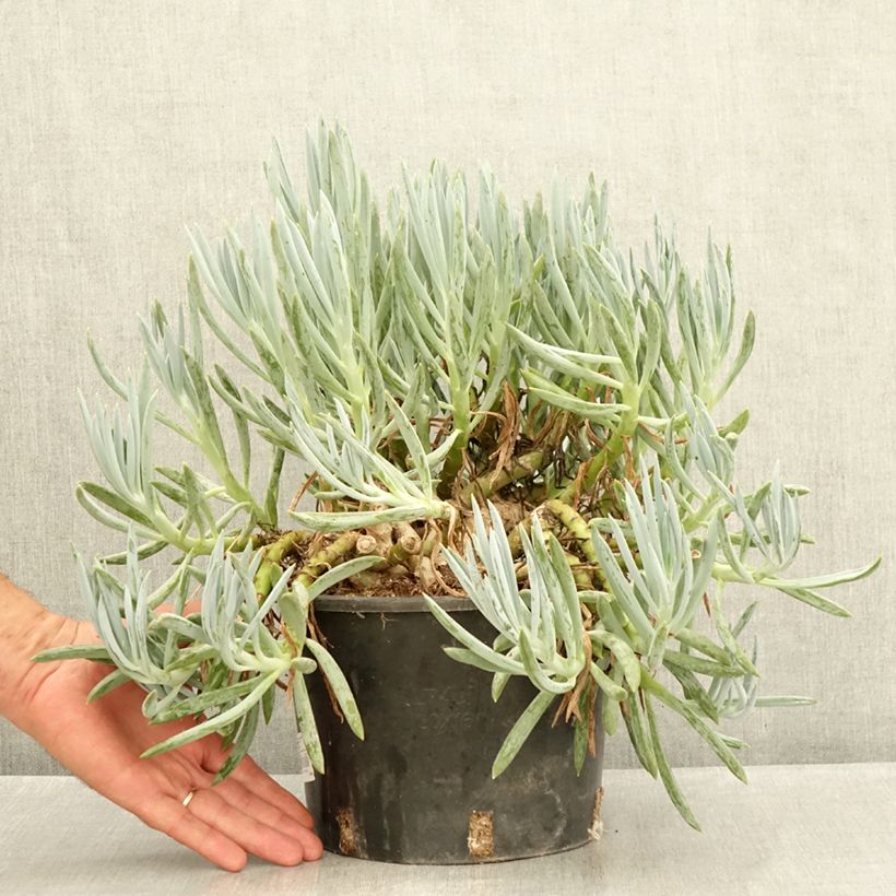 Exemplar von Senecio serpens - Kreuzkraut Topf mit 3L/4L wie im Sommer geliefert