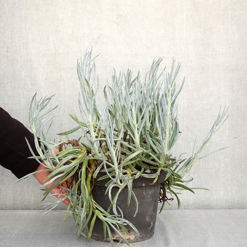 Example of Senecio serpens - Kreuzkraut Topf mit 3L/4L as you get in hiver