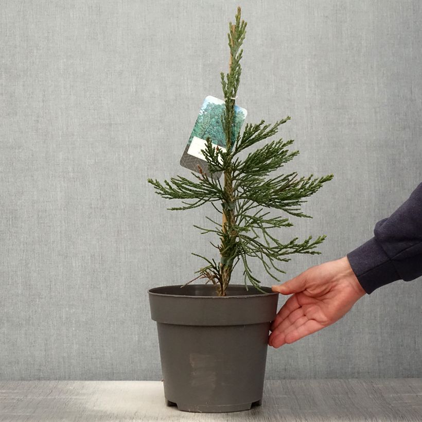 Example of Sequoiadendron giganteum Glaucum - Bergmammutbaum Topf mit 4L/5L as you get in printemps