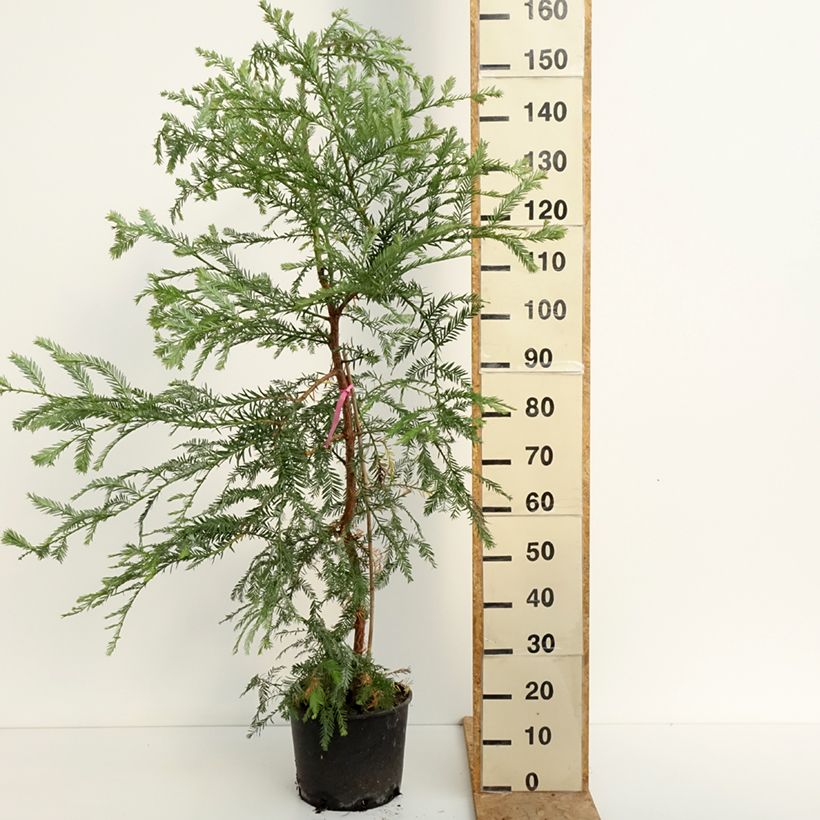 Exemplar von Sequoia sempervirens - Küstenmammutbaum Topf mit 7,5L/10L wie im Sommer geliefert