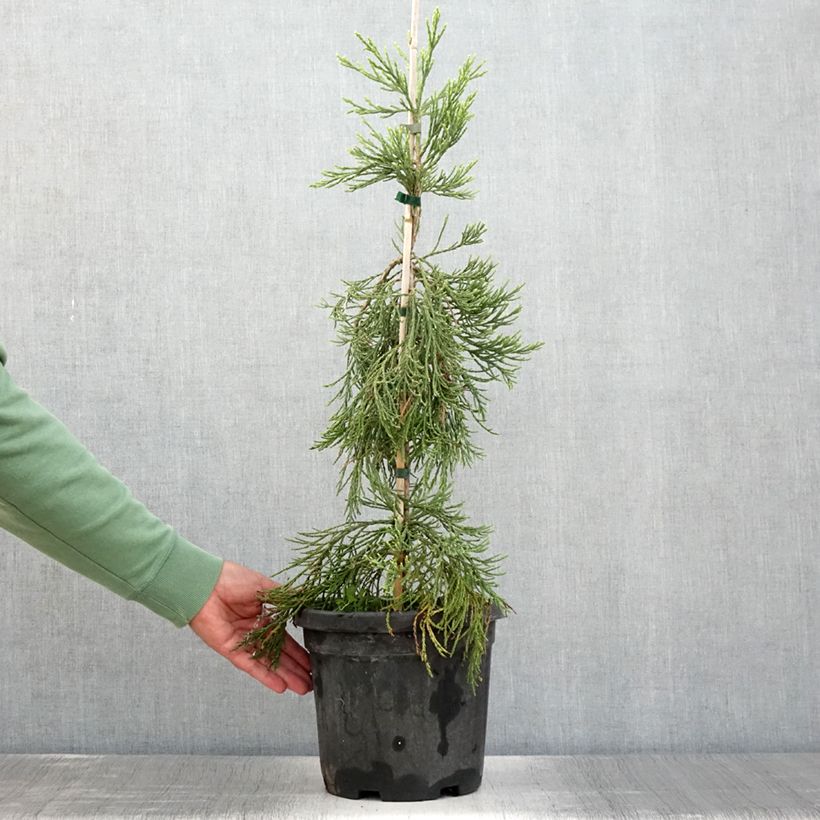 Exemplar von Sequoiadendron giganteum Pendulum - Bergmammutbaum Topf mit 4L/5L wie im Sommer geliefert