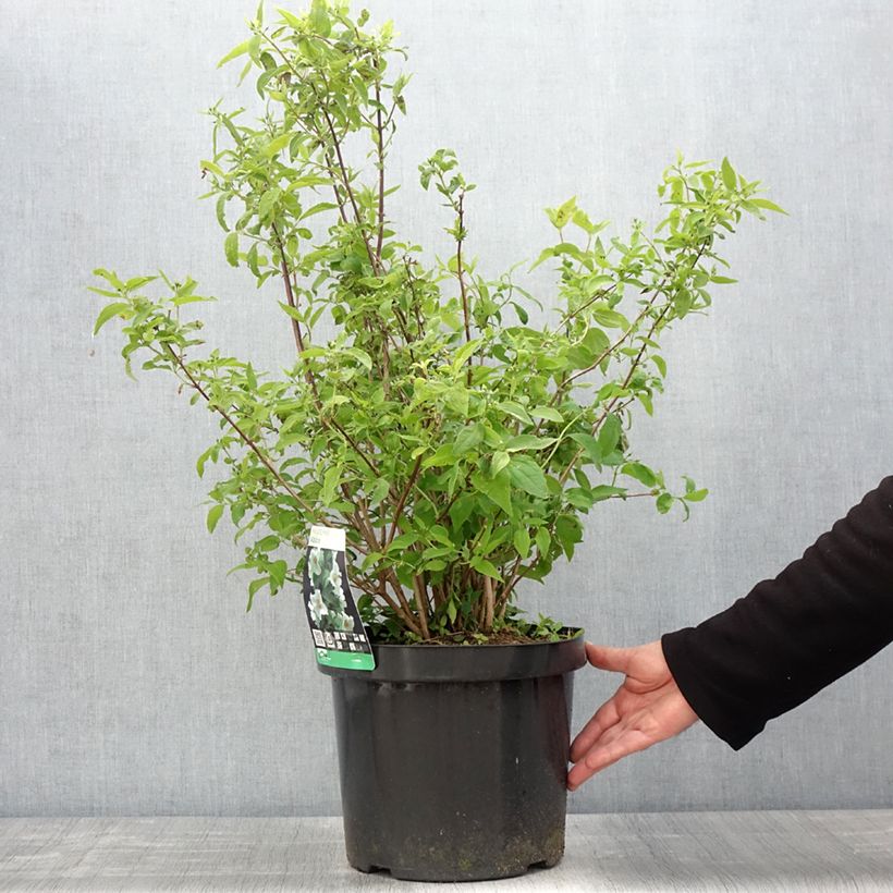 Exemplar von Gefüllter Gartenjasmin Albâtre - Philadelphus virginalis Topf mit 7,5L/10L wie im Frühjahr geliefert