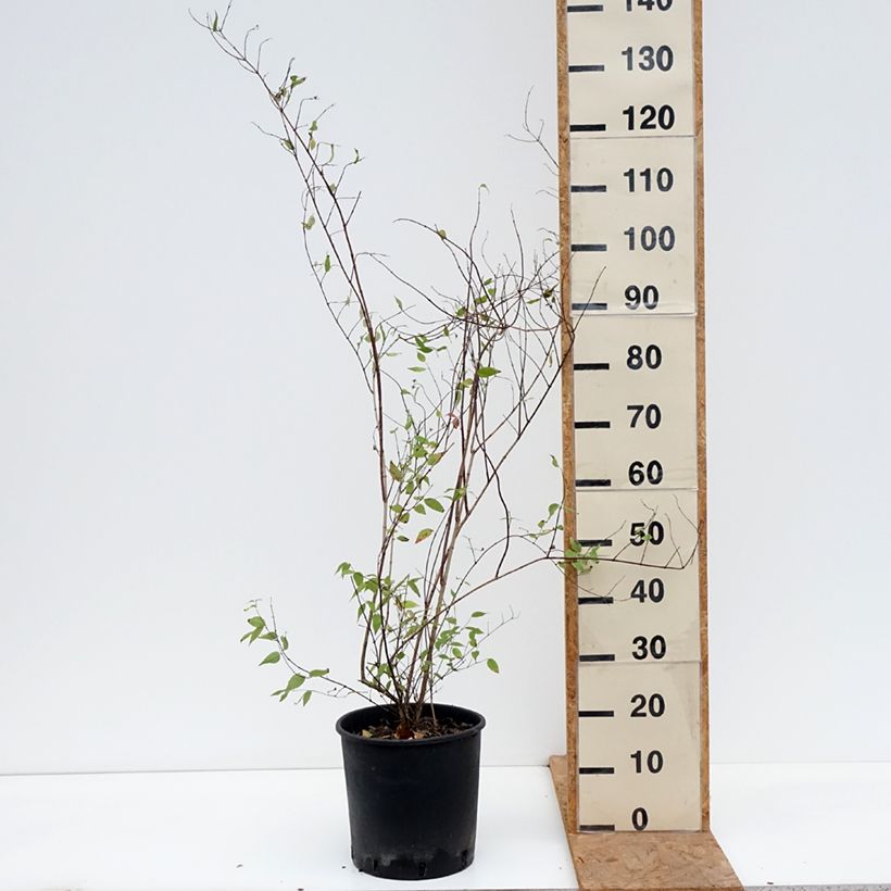 Exemplar von Lemoines Pfeifenstrauch - Philadelphus lemoinei Topf mit 7,5L/10L wie im Herbst geliefert