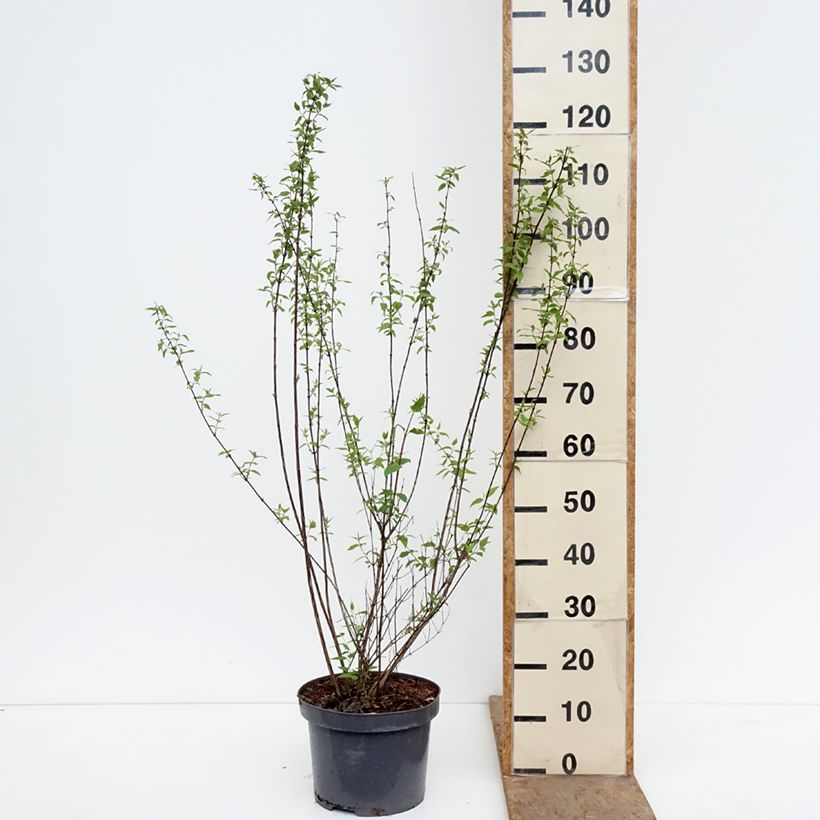 Exemplar von Lemoines Pfeifenstrauch - Philadelphus lemoinei Topf mit 7,5L/10L wie im Frühjahr geliefert