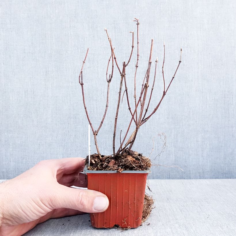 Exemplar von Seringat des jardins - Philadelphus Belle Etoile Godet de 8/9 cm wie im Winter geliefert