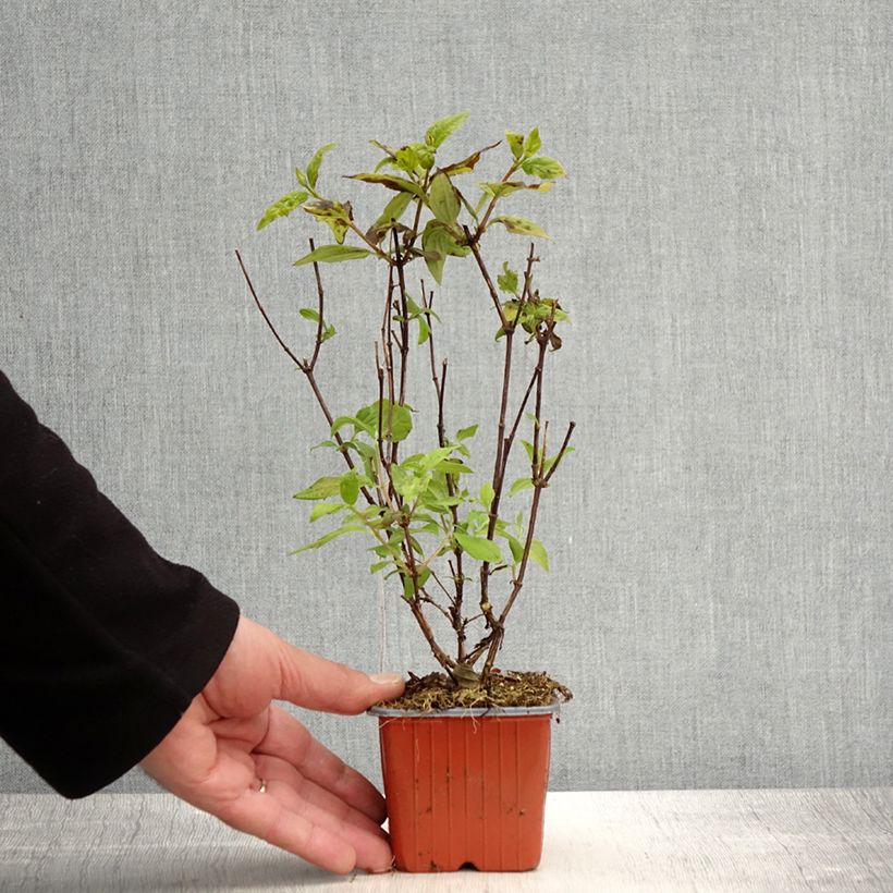 Example of Pfeifenstrauch Belle Etoile - Philadelphus Kleine Töpfe von 8/9 cm as you get in printemps