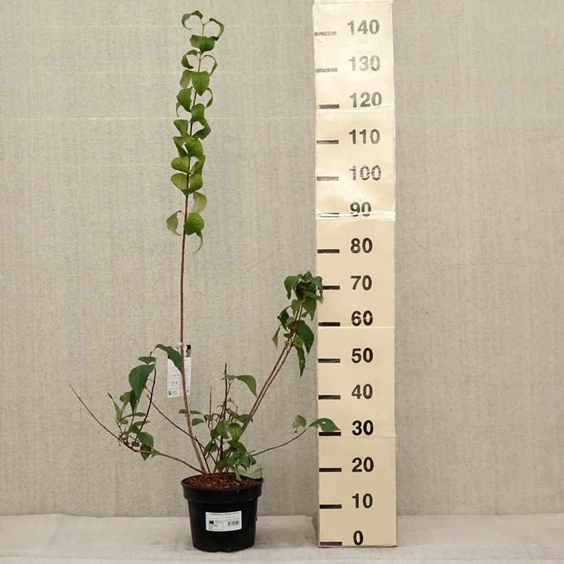 Exemplar von Europäischer Pfeifenstrauch Godzisz - Philadelphus coronarius Topf mit 3L/4L wie im Herbst geliefert