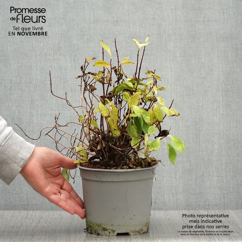Exemplar von Seringat des jardins - Philadelphus coronarius Kostelec WB Pot de 3L/4L wie im Herbst geliefert