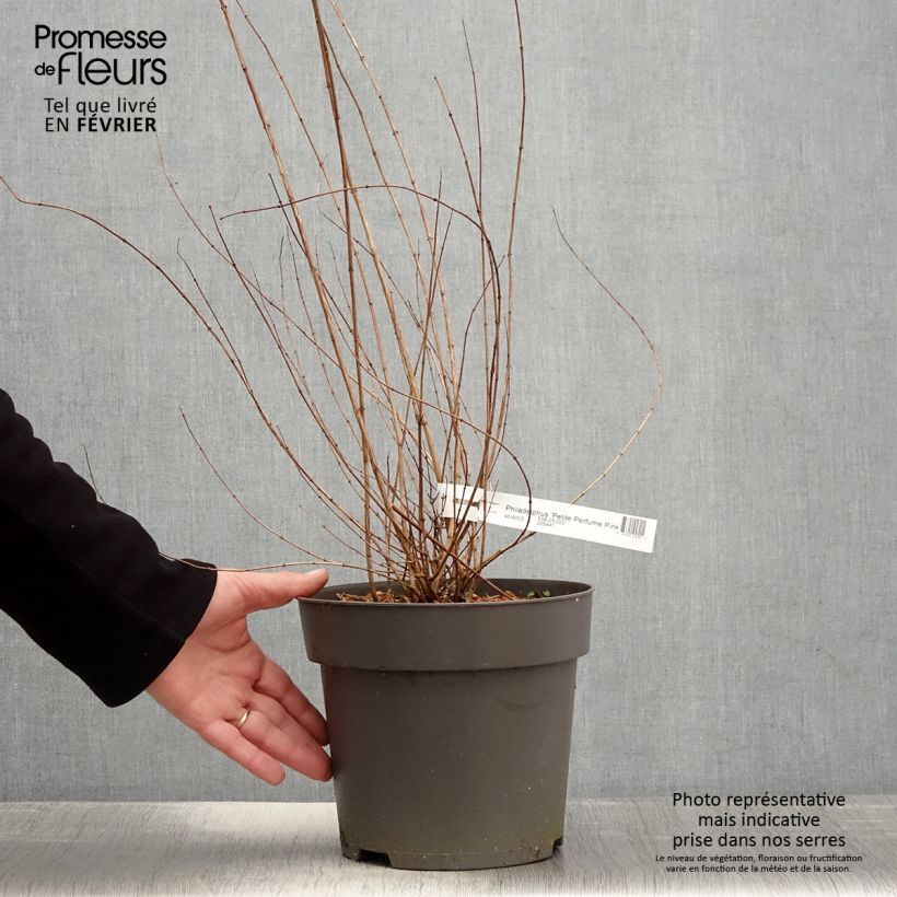 Exemplar von Seringat des jardins - Philadelphus Petite Perfume Pink Pot de 3L/4L wie im Winter geliefert