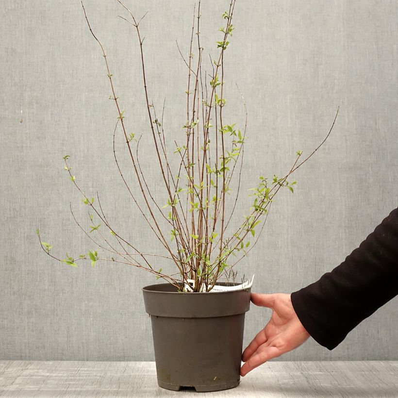 Example of Pfeifenstrauch Petite Perfume Pink - Philadelphus Topf mit 3L/4L as you get in printemps