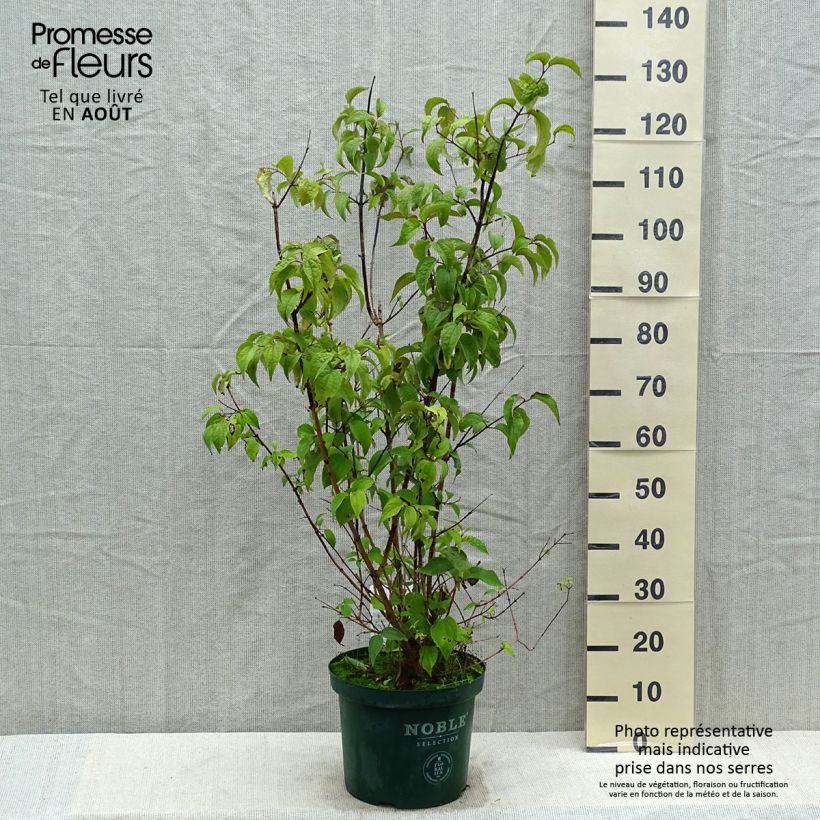 Exemplar von Pfeifenstrauch Starbright - Philadelphus Topf mit 7,5L/10L wie im Sommer geliefert