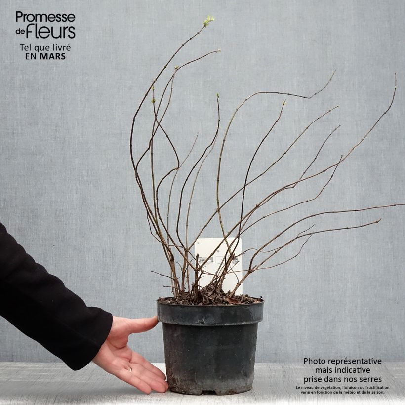 Exemplar von Pfeifenstrauch Beauclerk - Philadelphus Topf mit 2L/3L wie im Frühjahr geliefert