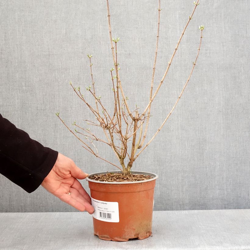 Example of Europäischer Pfeifenstrauch Justynka - Philadelphus coronarius Topf mit 3L/4L as you get in printemps