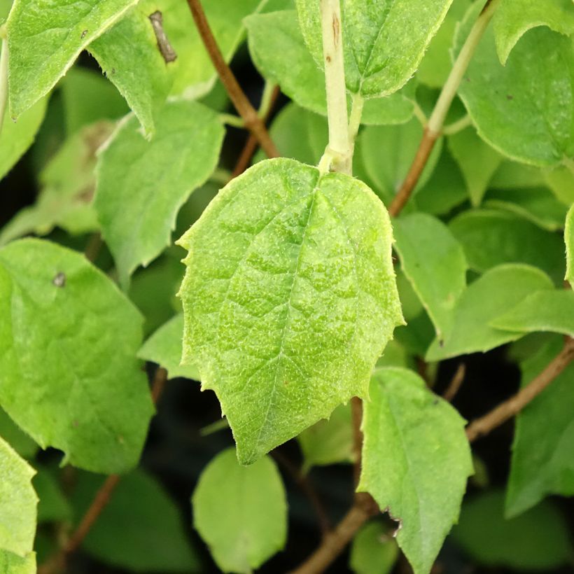 Pfeifenstrauch Frosty Morn - Philadelphus (Foliage)