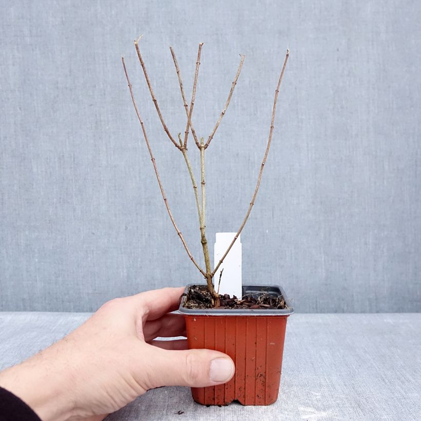 Example of Pfeifenstrauch Frosty Morn - Philadelphus Kleine Töpfe von 8/9 cm as you get in hiver