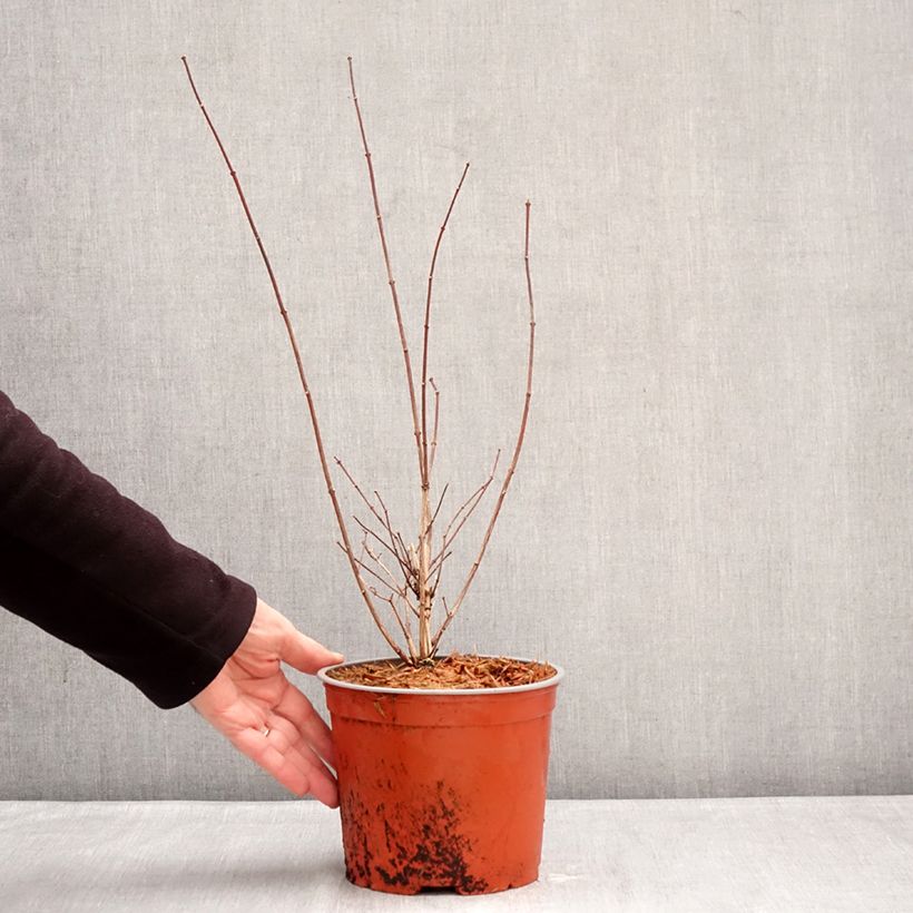 Exemplar von Europäischer Pfeifenstrauch Komsomolec - Philadelphus Topf mit 3L/4L wie im Winter geliefert