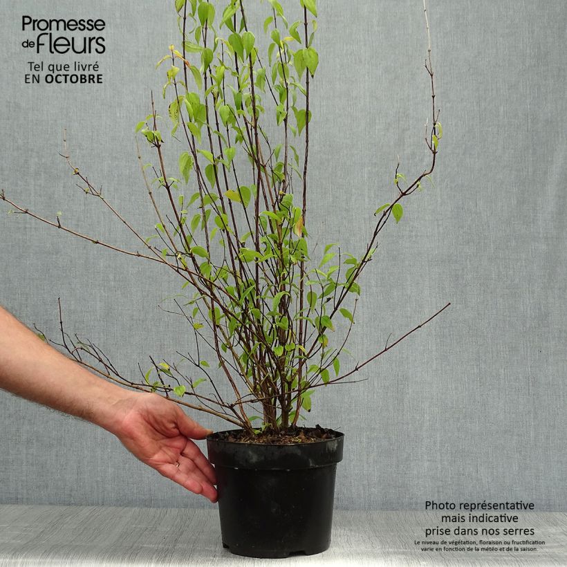 Exemplar von Seringat - Philadelphus polyanthus Mont Blanc Pot de 3L/4L wie im Herbst geliefert