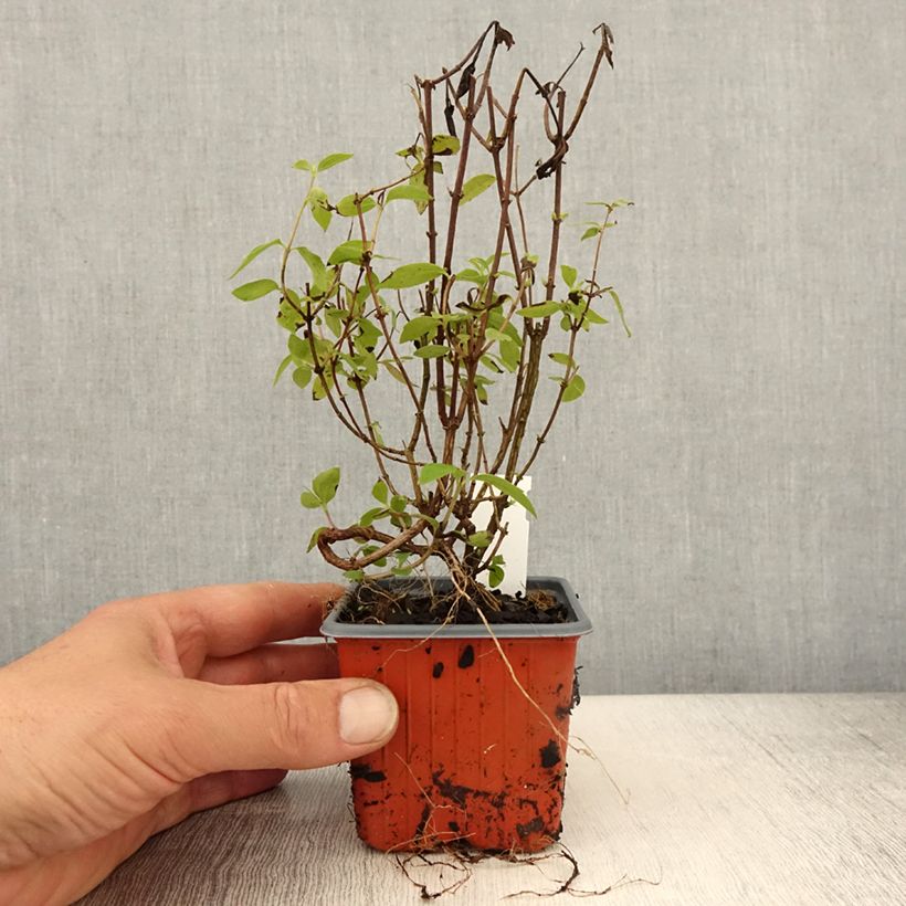 Example of Lemoines Pfeifenstrauch Silberregen - Philadelphus lemoinei Kleine Töpfe von 8/9 cm as you get in printemps